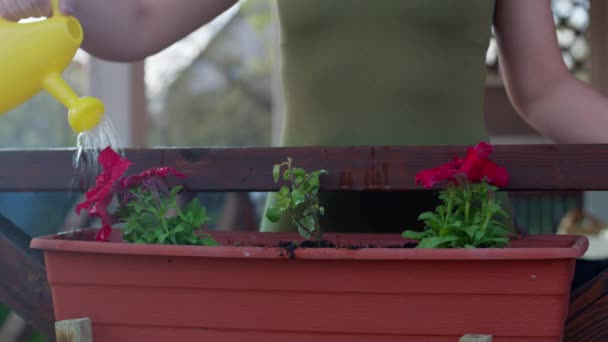 옥외 화단에 있는 꽃봉오리에게 물을 주는 원예가를 닫아 놓으라 — 비디오