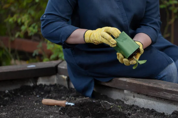 Jardinero femenino sosteniendo una planta floreciente lista para ser plantada en su jardín — Foto de Stock