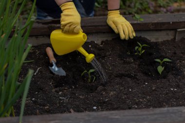 Bahçıvan suları taze ekilmiş çiçekler ve sulama kutusundan çıkan bitkiler.