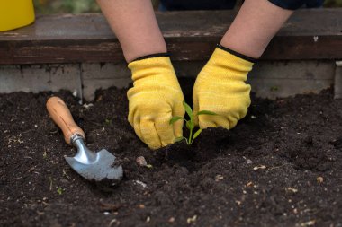 Sarı eldivenli kadın elleri toprağa çiçek eker. Bahçe konsepti