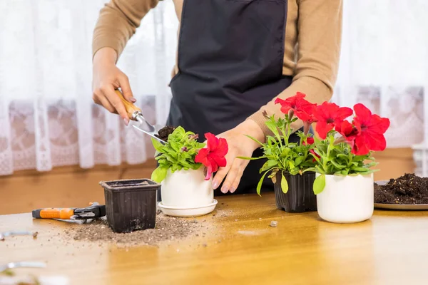 Niñas manos plantación de flores petunia en maceta nueva de la maceta de plántulas primer plano — Foto de Stock