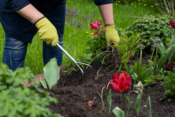 Jardinero femenino afloja suelo en macizo de flores entre flores para plantar plantas — Foto de Stock