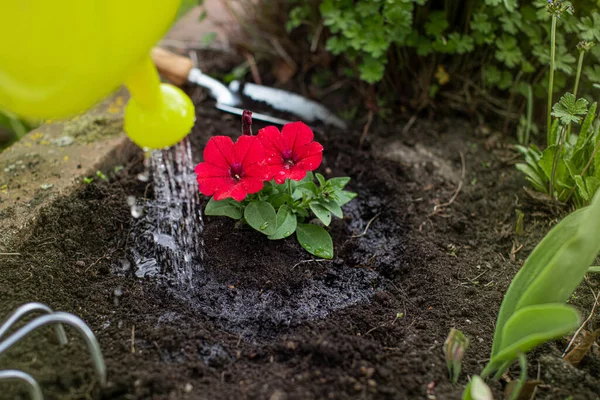 As águas de jardineiro plantaram flores com a rega podem fechar. conceito de blogging — Fotografia de Stock