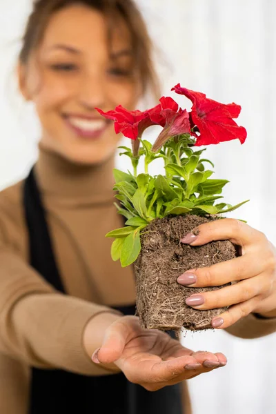 Atractiva chica alegre sosteniendo flor petunia brote con raíces antes de plantar — Foto de Stock