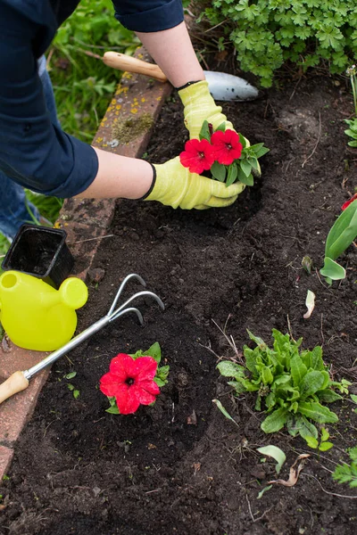 Jardineiro feminino plantando flores no canteiro de flores decorativo. Conceito de jardinagem — Fotografia de Stock