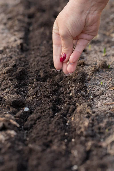 La mano de las mujeres vierte las semillas en el suelo suelto preparado. Concepto de jardinería — Foto de Stock