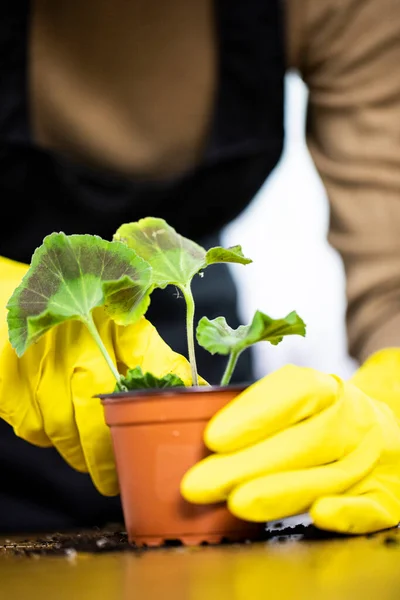 Primer plano de las niñas manos plantación de geranio flor en maceta interior — Foto de Stock