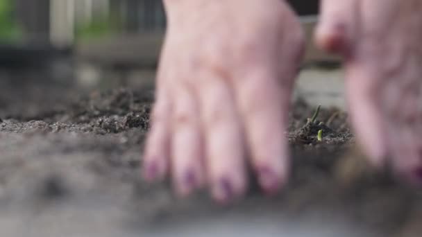 Caucásico senior mujer jardinero trabajando con en su patio trasero jardín . — Vídeos de Stock