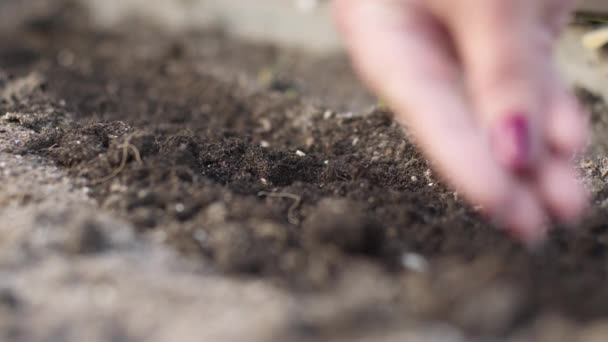 Jardinero femenino mayor caucásico vierte semillas de plantas en el suelo en el jardín — Vídeos de Stock