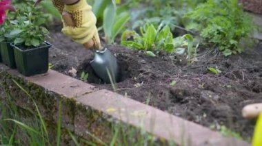 Eldivenli kadın bahçıvan kürekle çiçek dikmek için çukur kazıyor..