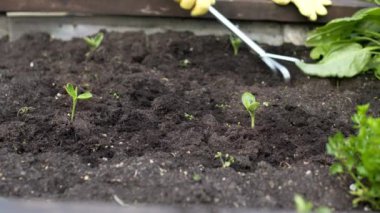 Kıdemli kadın bahçıvan el işleyicisi ya da pençesiyle yataklarda bitki yetiştiriyor..