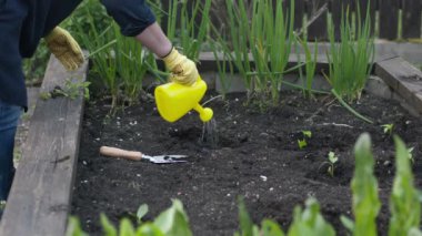 Kadın bahçıvan yerde kürek ve sebze sulayarak bir çukur kazıyor.