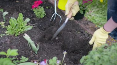 Kadın bahçıvan bir çukur kazar, sular ve bahçeye yakın plan bir çiçek diker..