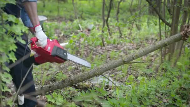 Nahaufnahme Holzfäller sägt kleinen Baum mit elektrischer Säge im Wald, Holzarbeiten — Stockvideo