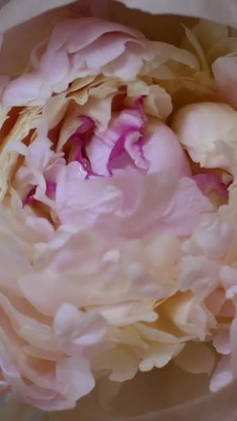 Timelapse de capullo de flores de peonía rosa desplegable. Vídeo vertical Hd . — Vídeo de stock