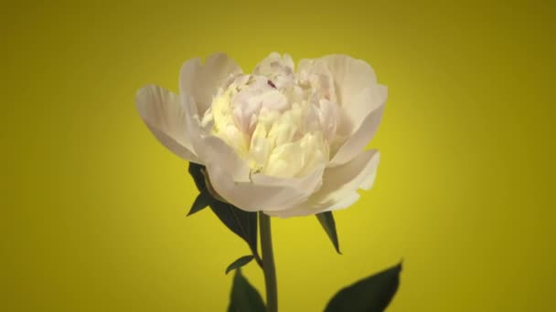 Timelapse de peonías rosadas florecientes que florecen sobre un fondo aislado sobre amarillo — Vídeo de stock