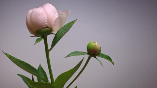 Цветущие во времени розовые пионы, изолированные на сером фоне . — стоковое видео