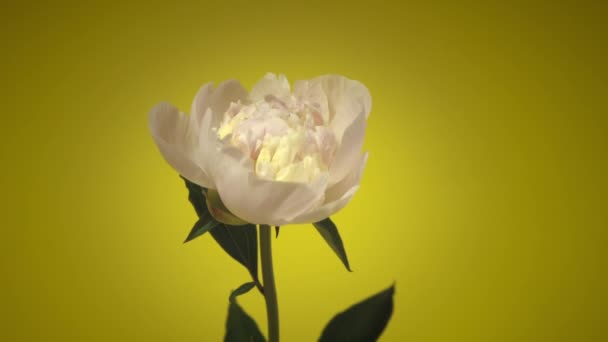 Timelapse lente bloeiende witte pioenrozen bloeien geïsoleerd op gele achtergrond — Stockvideo