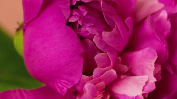 Timelapse d'une belle pivoine rose floraison et floraison.