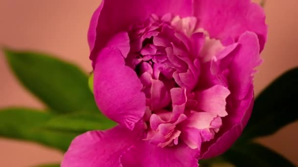 Timelapse de uma bela e luxuosa peônia rosa floração e floração . — Vídeo de Stock