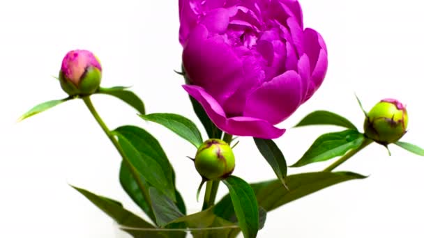 Bella peonia viola soffice fioritura su sfondo bianco isolato. — Video Stock