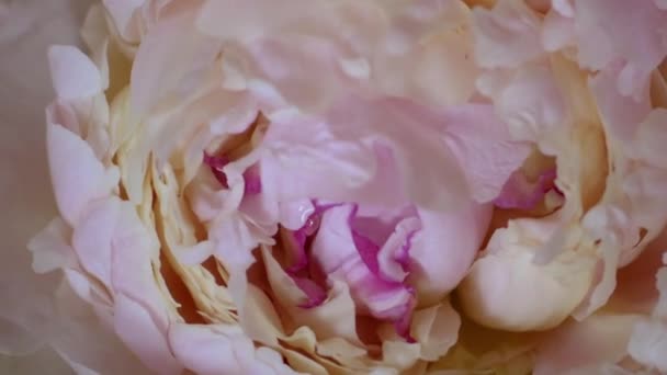 Тімелапс цвітіння і відкриті красиві весняно-рожеві паеонії маскула — стокове відео
