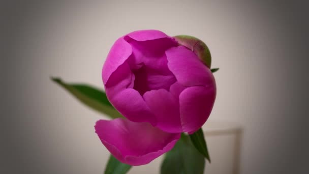 Timelapse różowy kwiat piwonii Kwitnienie i obfite kwitnienie izolowane — Wideo stockowe