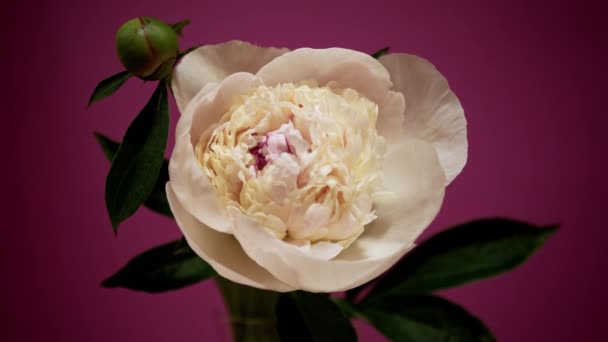 Timelapse d'une floraison pivoine luxueuse de couleur blanche et rose. — Video