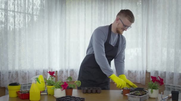 Male gardener planting vegetables, pour soil for seedlings in seed starting tray — Stock Video