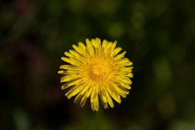 Bulanık arka planda çiğ damlası yapraklı karahindiba çiçeği açar.