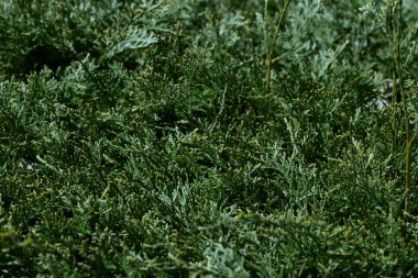 thuja fabrikasına yakın çekim. Eşkıya ağaçlarının yemyeşil çiti, doğa arka planı
