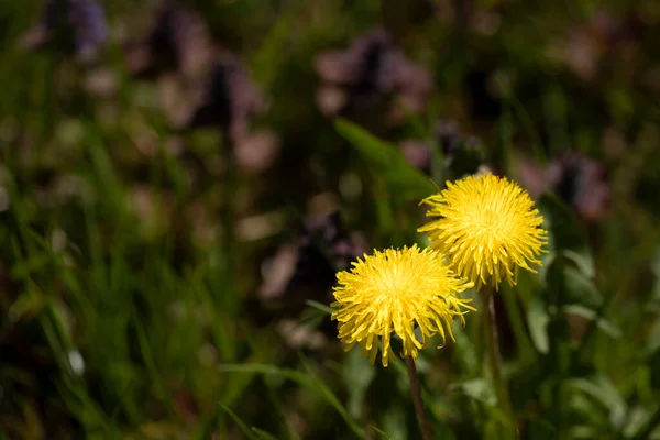 Two yellow dandelion flowers bloom on field blurred green background side view — Stock Photo, Image