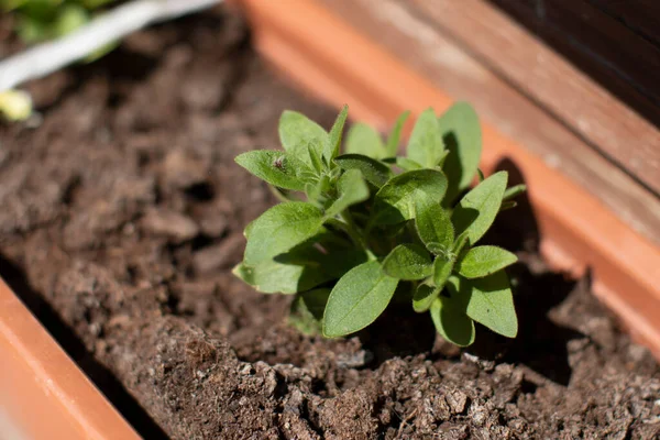 La petunia recién plantada brota en maceta bajo el sol primaveral enfoque selectivo de cerca — Foto de Stock