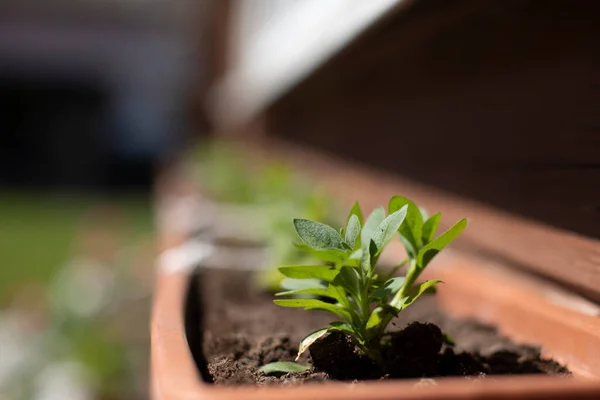 La petunia recién plantada brota en maceta bajo el sol primaveral enfoque selectivo de cerca — Foto de Stock