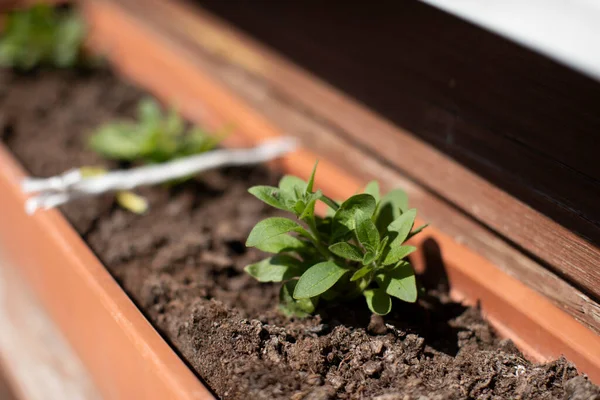 Brotes de petunia recién plantados en maceta bajo el sol de primavera enfoque selectivo de cerca — Foto de Stock