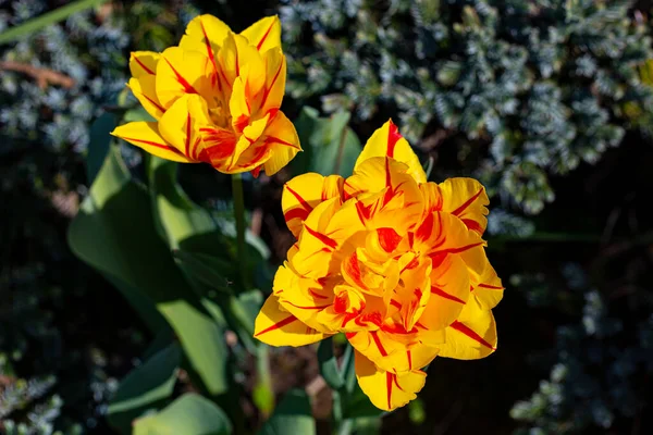 Дві чудові жовто-червоні півонії квітка тюльпана квітка на розмитому зеленому — стокове фото