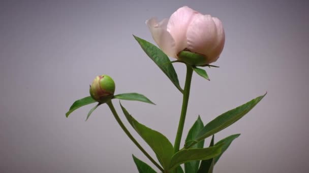 Временной интервал светло-розового соцветия пиона вид сбоку рядом с движущейся камерой — стоковое видео