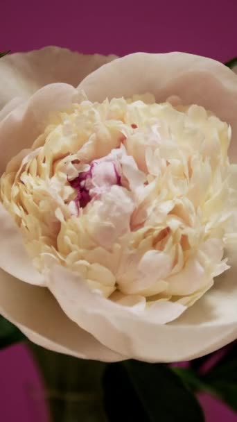 Розслабляючий Рожева півонія квітка відкриття таймлапс, вертикальний екран смартфона — стокове відео