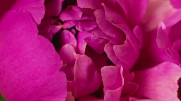 Pivoine fleur ouverture timelapse. Mariage, concept de Saint Valentin