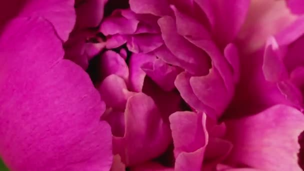 Peony flor abertura timelapse. Conceito de casamento, Dia dos Namorados — Vídeo de Stock