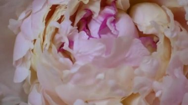 Açık pembe makro hızlandırılmış çiçek açan şakayık çiçekleri hareket halinde