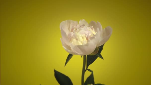 Весенний белый цветок розового пиона раскрывается, бутон распускается крупным планом — стоковое видео