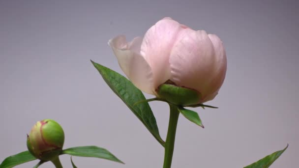 Időjárása világos rózsaszín bazsarózsa virág virágzik rügyből nagy virág közelről — Stock videók