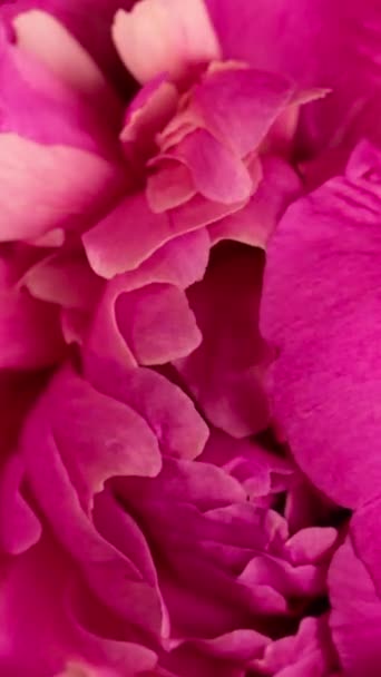 Lento macro time-lapse de flores de peônia florescendo rosa, venda de primavera de verão — Vídeo de Stock