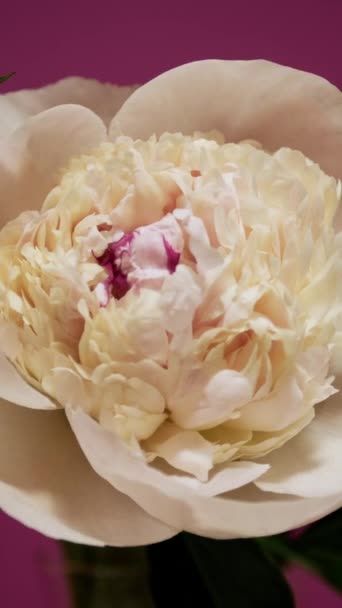 Makro time-lapse białe kwitnące kwiaty piwonii, medytacja, relaks wideo — Wideo stockowe