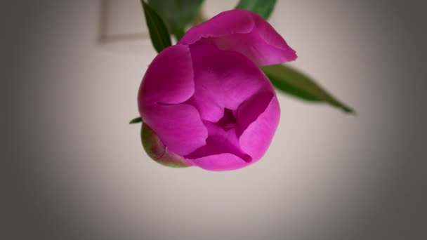 Time-lapse ροζ όμορφη ανθίζοντας παιώνια λουλούδια, ευχετήρια κάρτα, ομορφιά της φύσης — Αρχείο Βίντεο