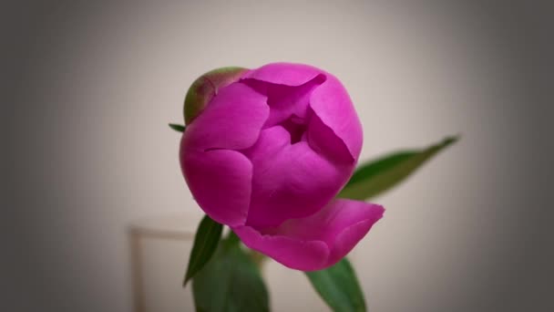 Peonía flor apertura timelapse. vídeo de relajación mental, animado concepto de flores — Vídeos de Stock