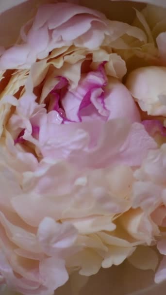 Kwiat piwonii otwiera timelapse. Ślub w tle, Koncepcja Walentynki — Wideo stockowe