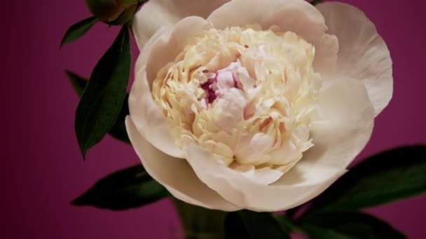 Красива біло-рожева півонія розквітає від бутона до великої квітки — стокове відео