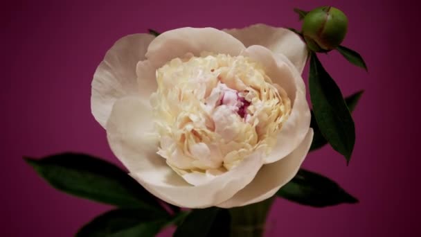 Время белых красивых цветущих пионов, вдохновения, цветочных бабочек — стоковое видео
